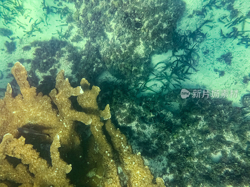 水下看一下Isla Mujeres周围的珊瑚和鱼